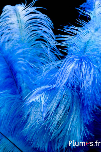 Autruche - 30-40 cm - arlequin bleu